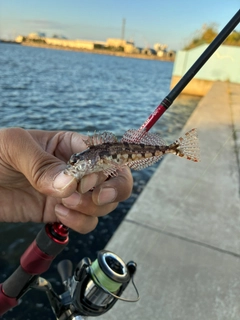 アナハゼの釣果