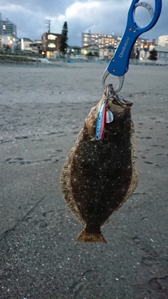 ヒラメの釣果