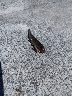 ハゼの釣果