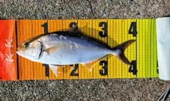 シオの釣果