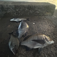 チヌの釣果