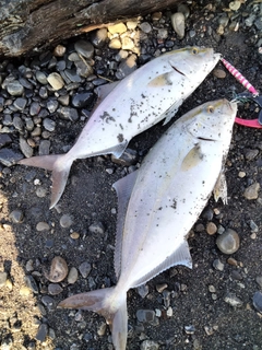 ショゴの釣果