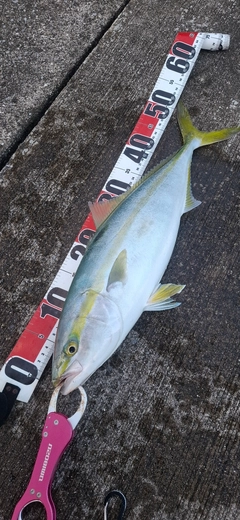 イナダの釣果