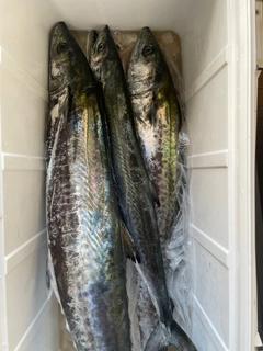 サワラの釣果