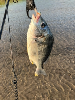 キビレの釣果