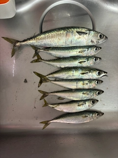 サバの釣果