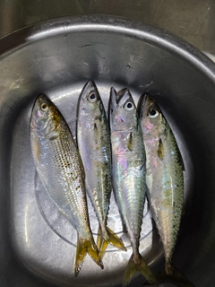 マサバの釣果