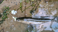 ライギョの釣果