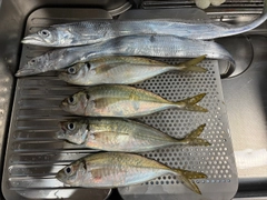 アジの釣果