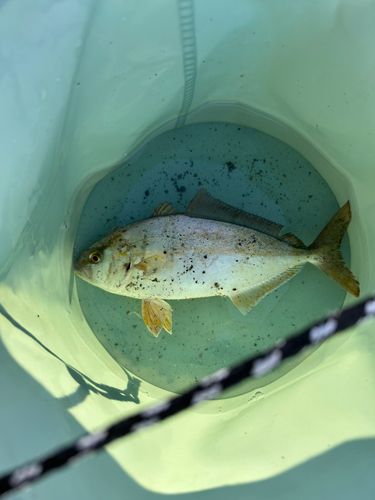 キンカレイ【浦島太郎伝説】さんの2026年09月28日(月)の釣行(北海道