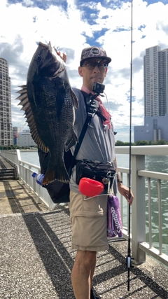 チヌの釣果