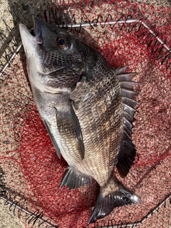 チヌの釣果