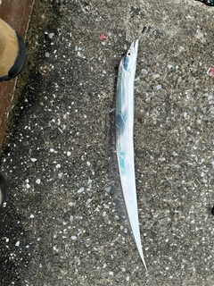 タチウオの釣果