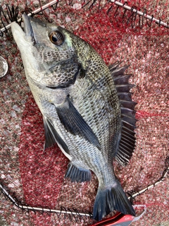 チヌの釣果