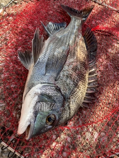 チヌの釣果
