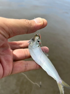 サッパの釣果