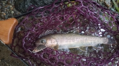 イワナの釣果