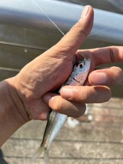 マイワシの釣果