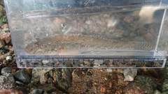マハゼの釣果