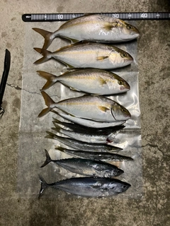 ショゴの釣果