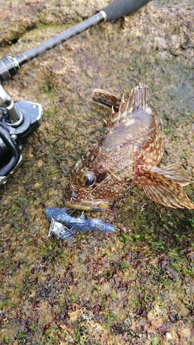 アラカブの釣果