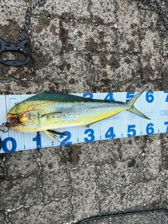 シイラの釣果