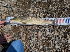 ニゴイの釣果