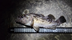 クロソイの釣果