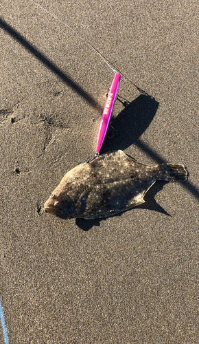 ソゲの釣果