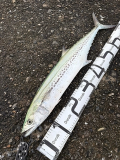 サワラの釣果