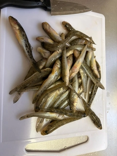 マハゼの釣果