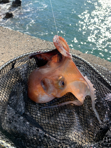 タコの釣果