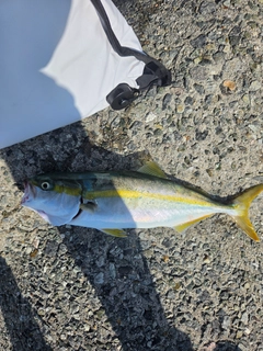ハマチの釣果