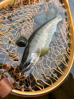 ヤマメの釣果