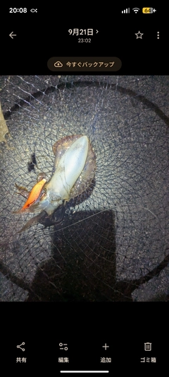 アオリイカの釣果