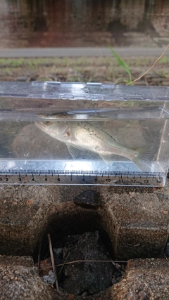 スズキの釣果