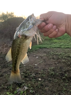 ラージマウスバスの釣果