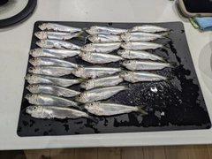 ママカリの釣果