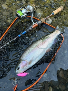 ニジマスの釣果