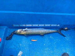 サワラの釣果