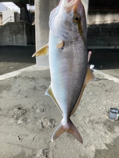 ショゴの釣果
