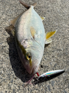 ショゴの釣果