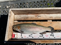 ニジマスの釣果