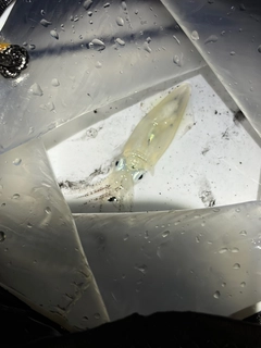 マメイカの釣果