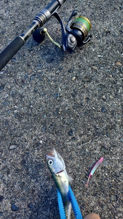 サバの釣果