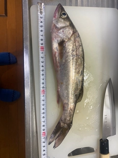 フッコ（マルスズキ）の釣果