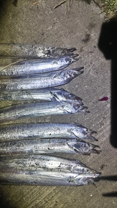 タチウオの釣果