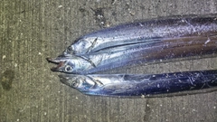 タチウオの釣果