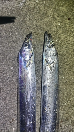 タチウオの釣果