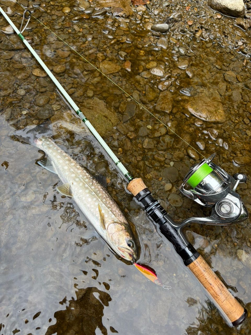 DAIWA 22イグジスト LT2000S-Hの最安値・インプレ・釣果 | 本音の